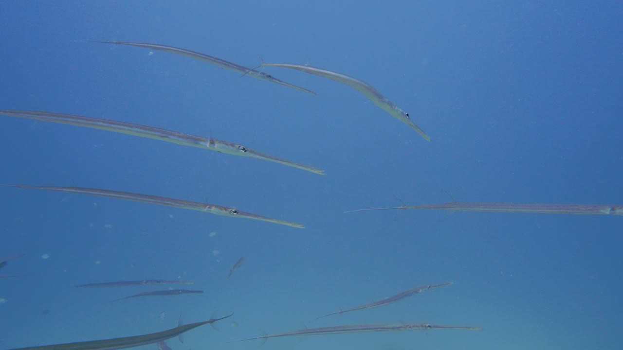 Large group of cornetfishes  swimming around eachother in 4k