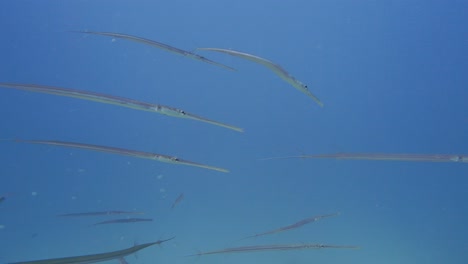 large group of cornetfishes  swimming around eachother in 4k