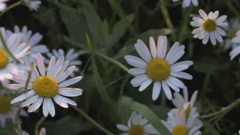 margaritas blancas en un campo