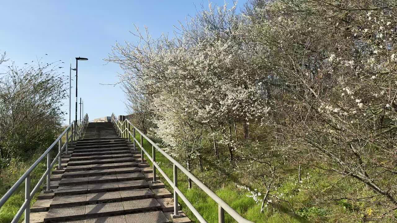 Spring Blossom Trees Along Outdoor Stairway Under Blue Sky