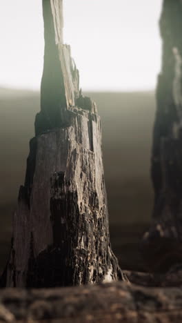 primer plano de un tronco de árbol quemado