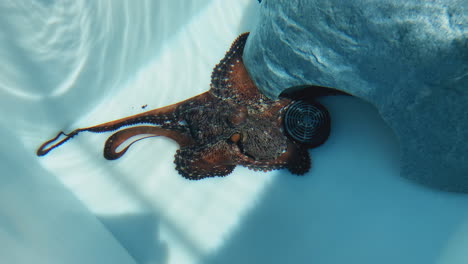 octopus in tank grabs food with tentacles and changes color suddenly