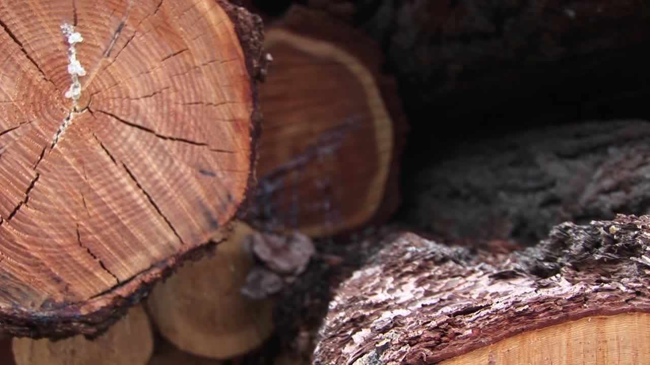 un primer plano extremo de un tronco cortado que muestra grietas, anillos, savia y corteza
