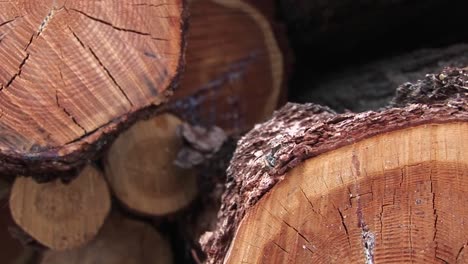 an extreme closeup of a cut log showing cracks rings sap and bark