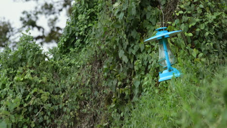 rainforest_rain falling on lantern hanging in thick vines and brush