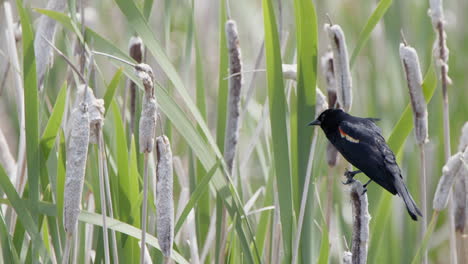 Red-winged-Blackbird-flies-away-from-perch-on-blooming-cattail-reed