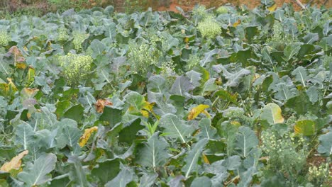 broccoli plant disease, fungal infection, over-fertilization causing green leaves to turn yellow