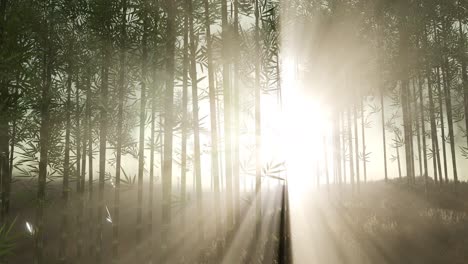 green bamboo forest in hills