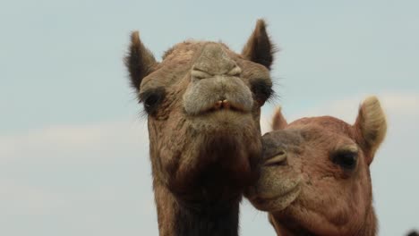 Camels at the Pushkar Fair, also called the Pushkar Camel Fair or locally as Kartik Mela is an annual multi-day livestock fair and cultural held in the town of Pushkar Rajasthan, India.