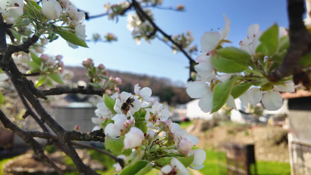 Slow motion video of bee gathering pollen from pear tree flower