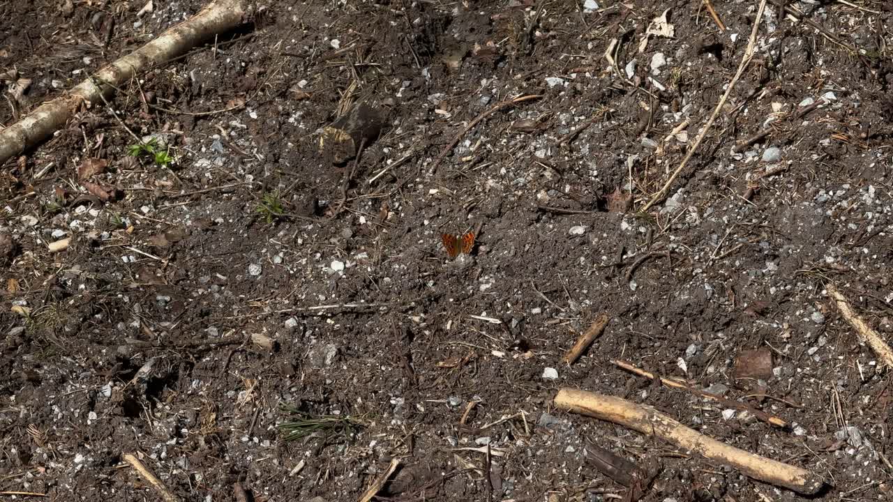 Butterfly insect on ground soil fertile land up-close macro nature outdoor