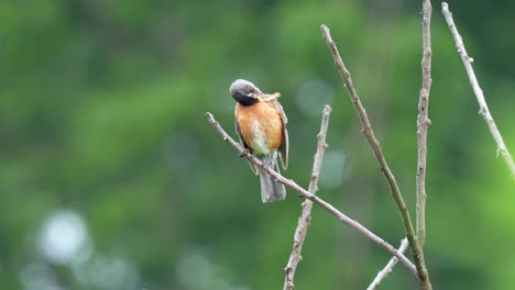 An-American-Robin-perched-on-the-top-of-a-tree-in-the-summer-sun-preening-its-feathers