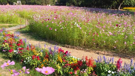 vibrant cosmos flowers in a scenic garden