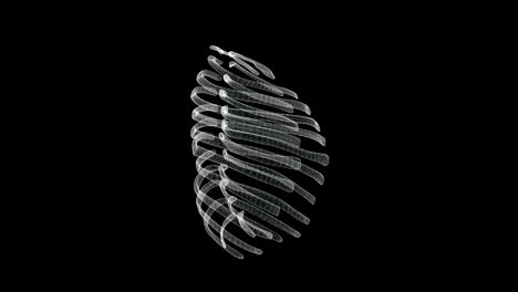 schermata di presentazione 3d delle costole della struttura ossea nel corpo umano - ciclo