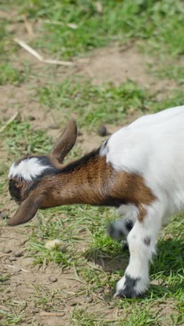 a vertical video of a young goat energetically scratching and playing on green grass