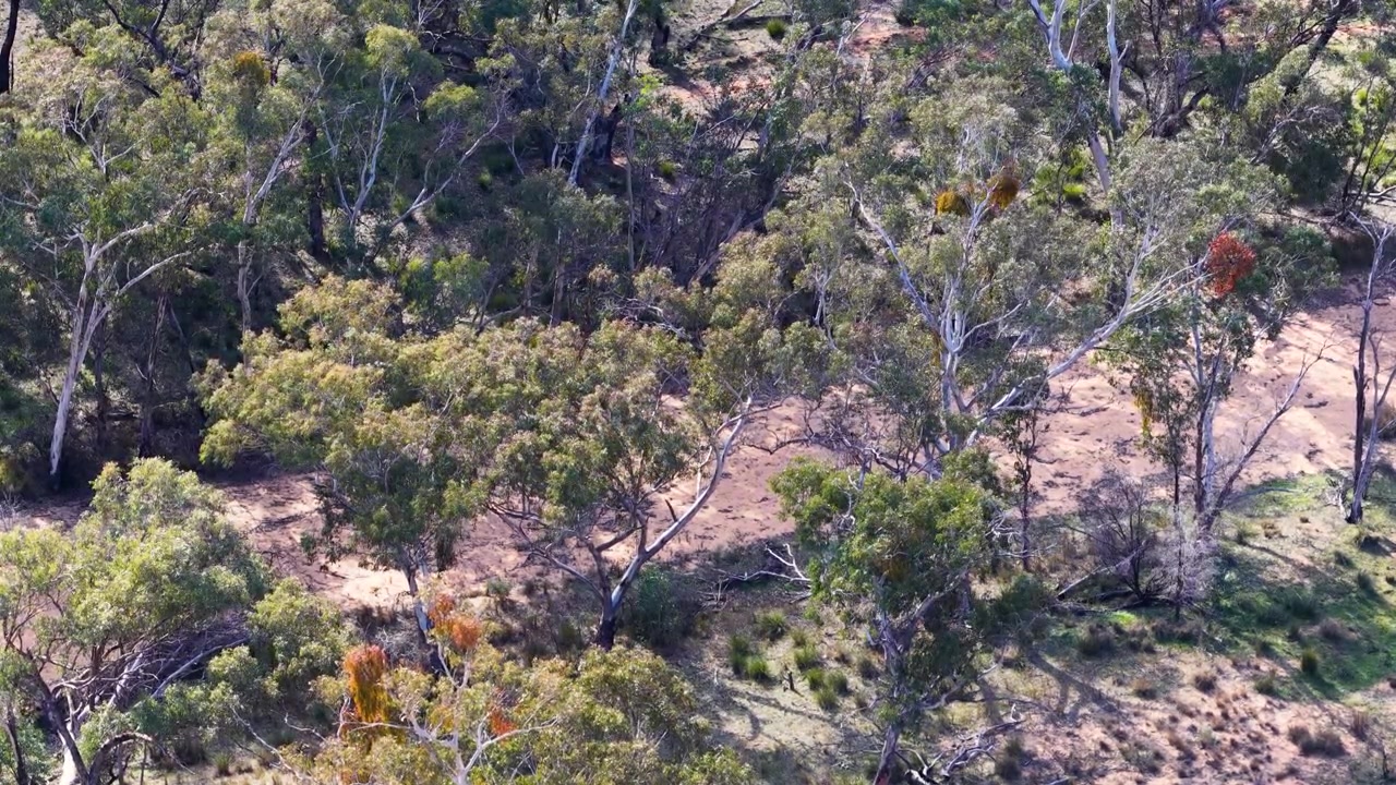 Ripresa dall'alto di alberi di eucalipto che costeggiano un ruscello sabbioso e asciutto a Pilliga, Australia