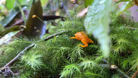 ブラジルの大西洋の森に生息するブラキケファルス小さなオレンジ色のカエル