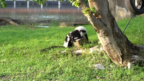 Zwei-Schwarz-weiße-Varis,-Die-In-Einem-Zoo-Auf-Dem-Gras-Spielen