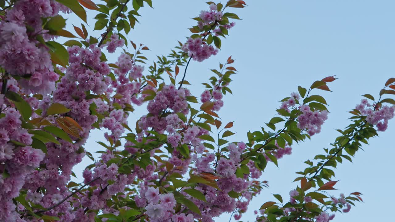 As the camera slowly pulls back, blooming cherry branches fill the frame before revealing a quiet residential building in the background. A serene spring moment.