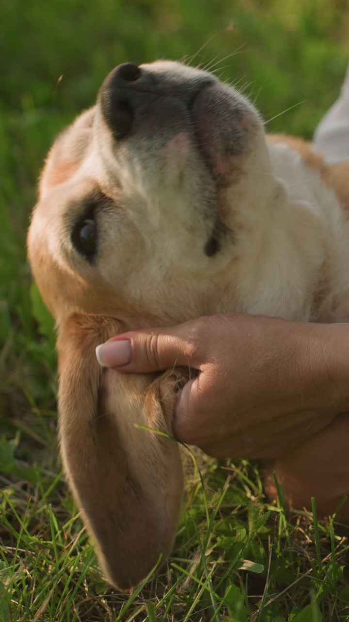 강아지 주인이 잔디 위에 누워있는 동안 귀를 문지르며 강아지를 가까이 붙잡고있는 클로즈업, 개는 따뜻한 빛 아래 평화로운 초원 배경으로 애정을 즐긴다.