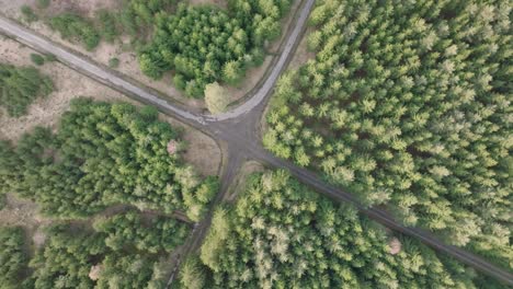 cruce de caminos formado por dos caminos en un denso bosque