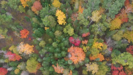 Aerial-drone-shot-angled-straight-down-flying-over-the-stunning-trees-that-have-changed-color-from-the-autumn-temperature