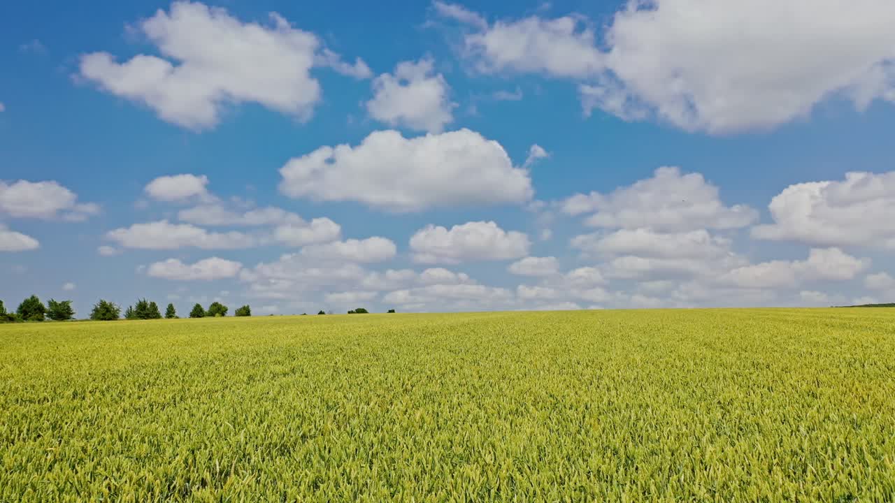 Beautiful view of farming landscape in daytime. Agricultural field of wheat growing in spring under beautiful sky. Camera moves forward.