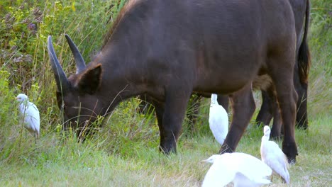 Mother-and-calf-grazing-in-the-african-tall-grass-with-some-egret-birds-around-them