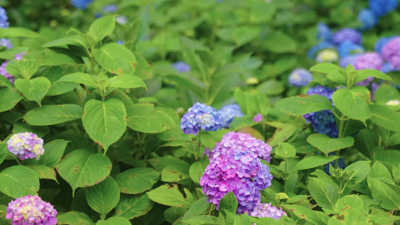 Japanese Hydrangea (Ajisai) in Bloom in garden in June, Summer in Japan