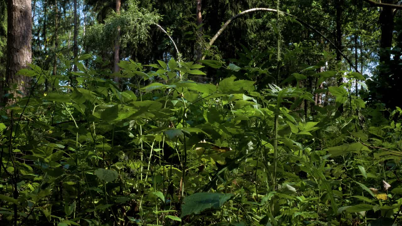 Piante verdi appena cresciute nella foresta mosse da una leggera brezza