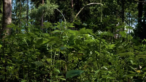 plantas verdes recién cultivadas en el bosque movidas por una brisa ligera