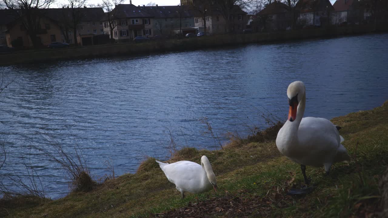 cerca de dos patos caminando cerca - parque natural junto al río tübingen alemania con vida silvestre en 4k