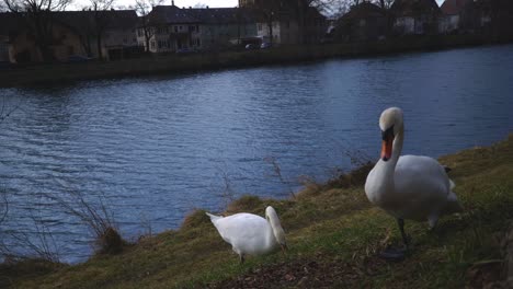 close up of two ducks walking near - tübingen germany riverside nature park with wildlife in 4k