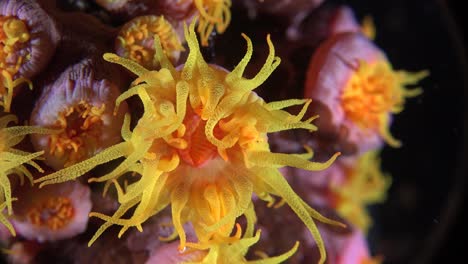 Orange-cup-coral-coral-super-close-up-on-coral-reef-at-night