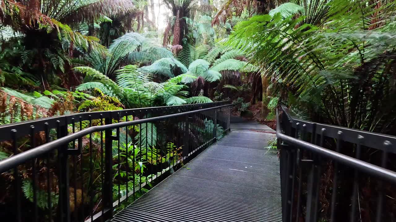 울창 한 열대 우림 을 가로질러 조용 한 산책