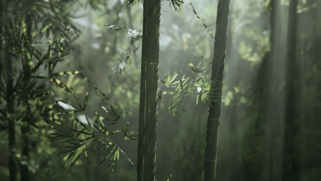 el bosque de bambú brumoso