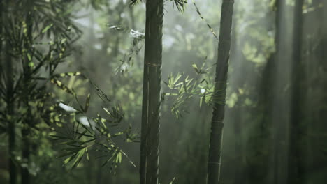 misty bamboo forest