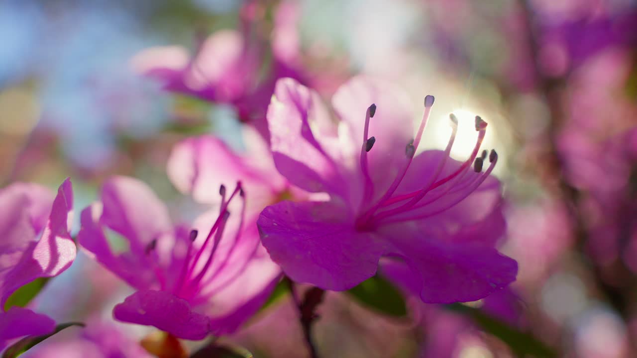 Levende lilla asaleablomster blomstrer lyst. Sollys glimter mykt gjennom kronbladene. Bakgrunnen er mykt uskarp med hint av blå himmel. Blomstene fremstår friske og fulle av vår-energi. Perfekt for våren.