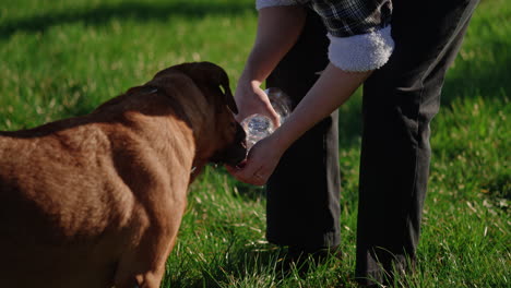 man cups hand pouring water so dog can quickly drink out of it, medium view