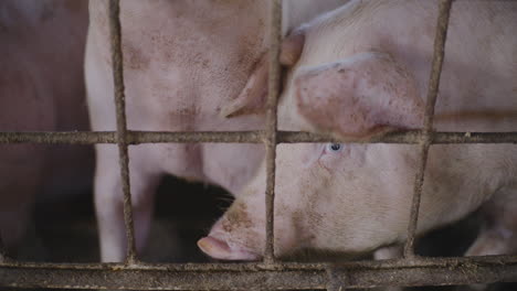 pigs in a farm cage