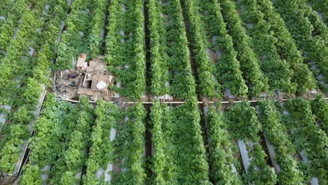 aerial drone view of cantaloupe melon and watermelon growing in fields at indonesia