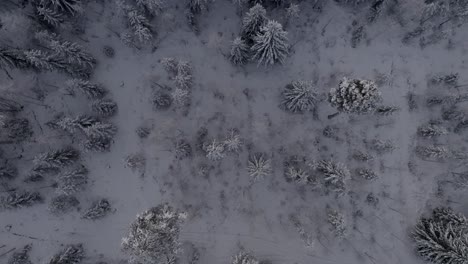 Langsam-Von-Oben-Nach-Unten-Gleitende-Luftaufnahmen-Von-Drohnenaufnahmen-Des-Borealen-Waldes-Während-Des-Gefrorenen-Winters