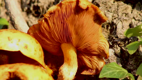 hongos de color naranja que crecen en un tronco de árbol vivo en el pueblo de wing en el condado de rutland, reino unido