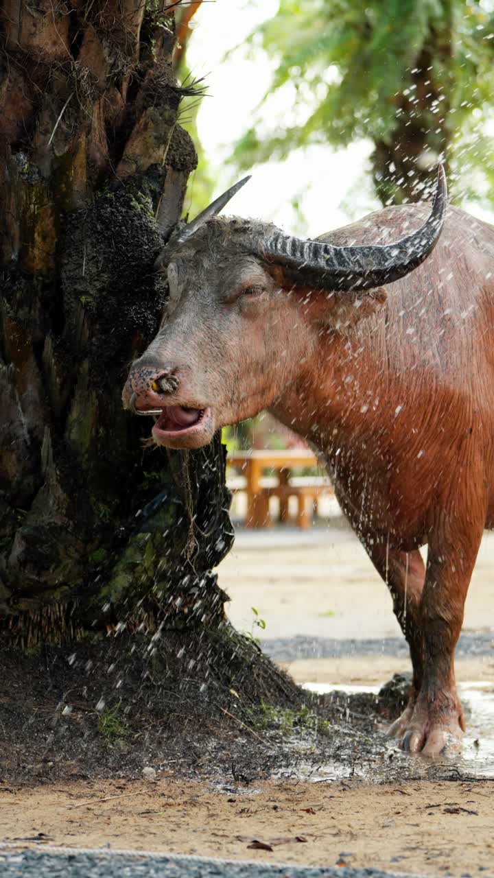 Vertical close-up shot of a large water buffalo splashing and being washed at a rural farm in Thailand