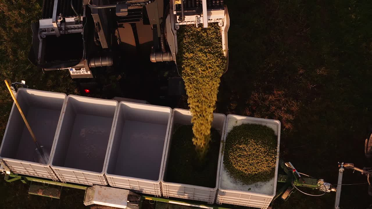 uvas de vino blanco cosechadas transferidas a la tolva de uva desde la cosechadora