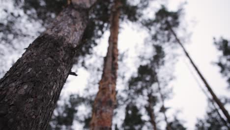 pine trees in forest