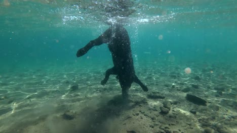 black dog swim on surface of water and dives for stone to the seabed. underwater shot, 4k-60fps. red sea, dahab, egypt