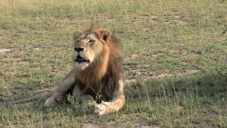 Close-up-of-a-lion-roaring,-lying-in-the-savanna-of-a-South-African-game-reserve