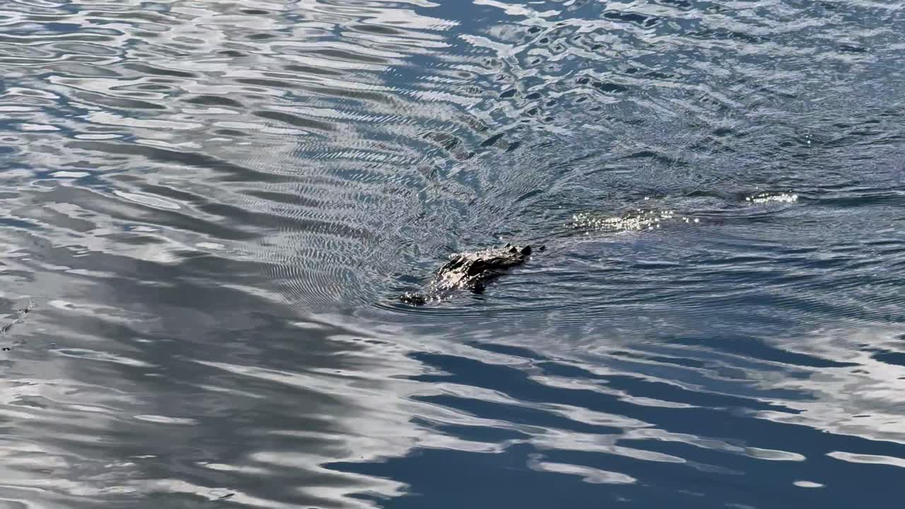 Alligator schwimmt in einem See in Florida auf eine Show zu
