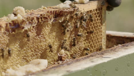 beekeeping - removing a frame from a beehive, slow motion close up